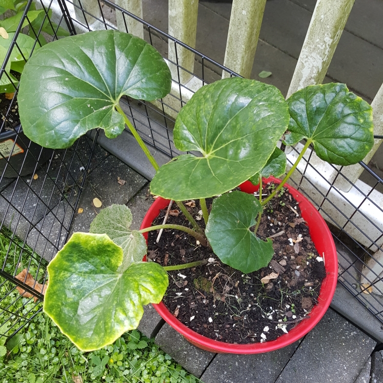 plant image 1499567 plant image 1499567