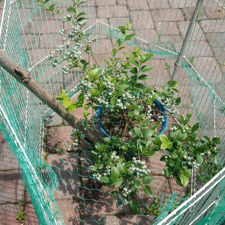 plant image 1499615 plant image 1499615
