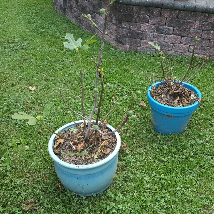 plant image 1508868 plant image 1508868