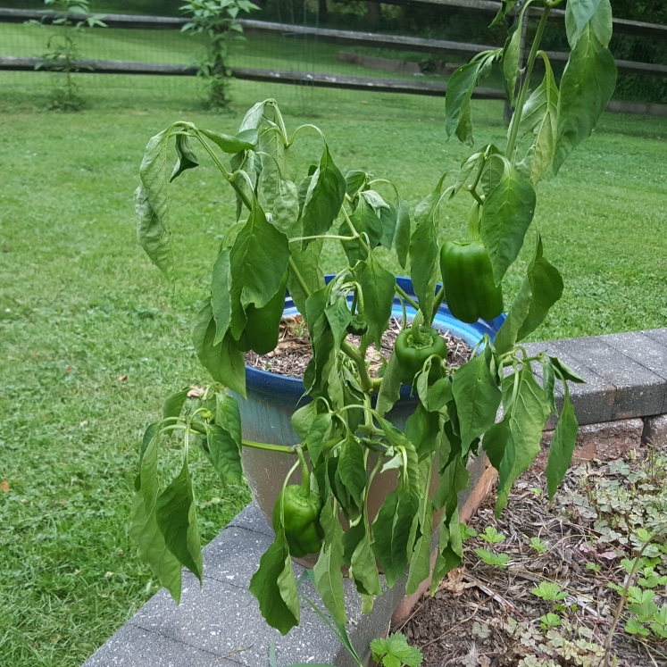 plant image 1508870
