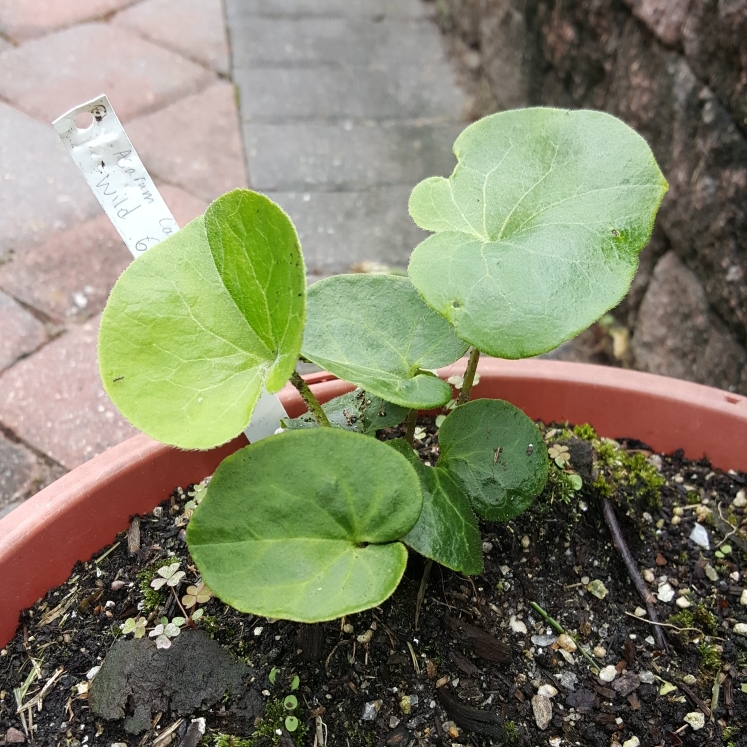 plant image 1511538 plant image 1511538
