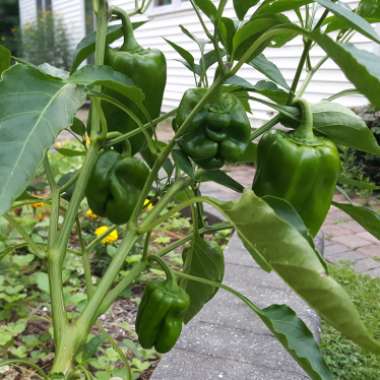 Capsicum annuum