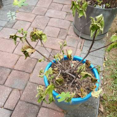 Ficus carica 'Chicago Hardy' syn. Ficus carica 'Chicago', Ficus carica 'Hardy Chicago'