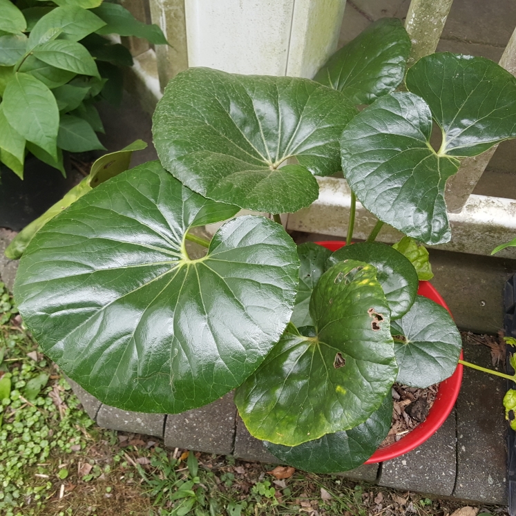 plant image 1535295 plant image 1535295