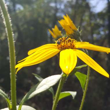Helianthus Tuberosus
