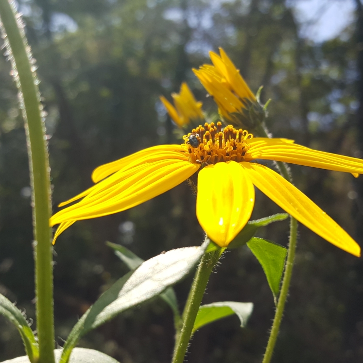 Plant image Helianthus Tuberosus