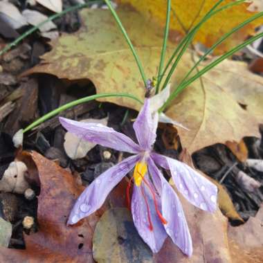 Crocus sativus