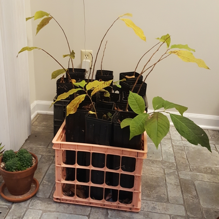 plant image 1547987 plant image 1547987