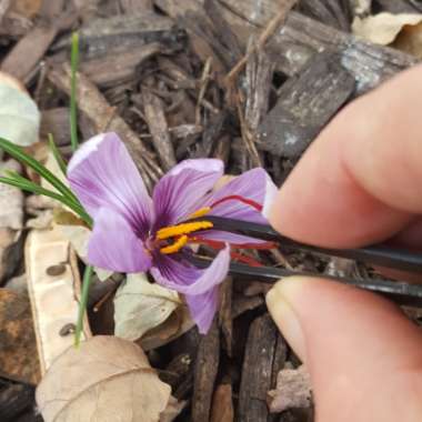 Crocus sativus
