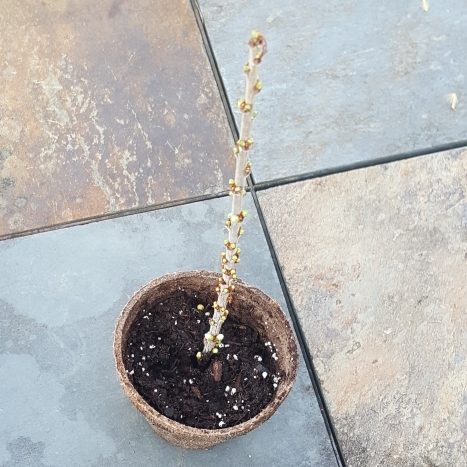 Plant image Prunus tomentosa 'Nanking'