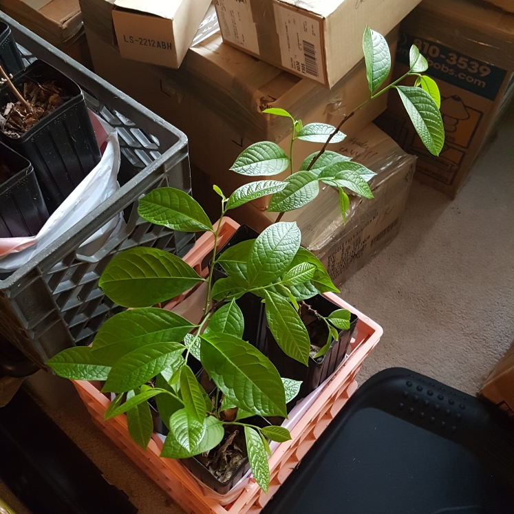 plant image 1570169 plant image 1570169