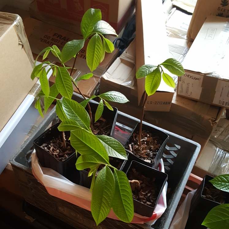 plant image 1570170 plant image 1570170
