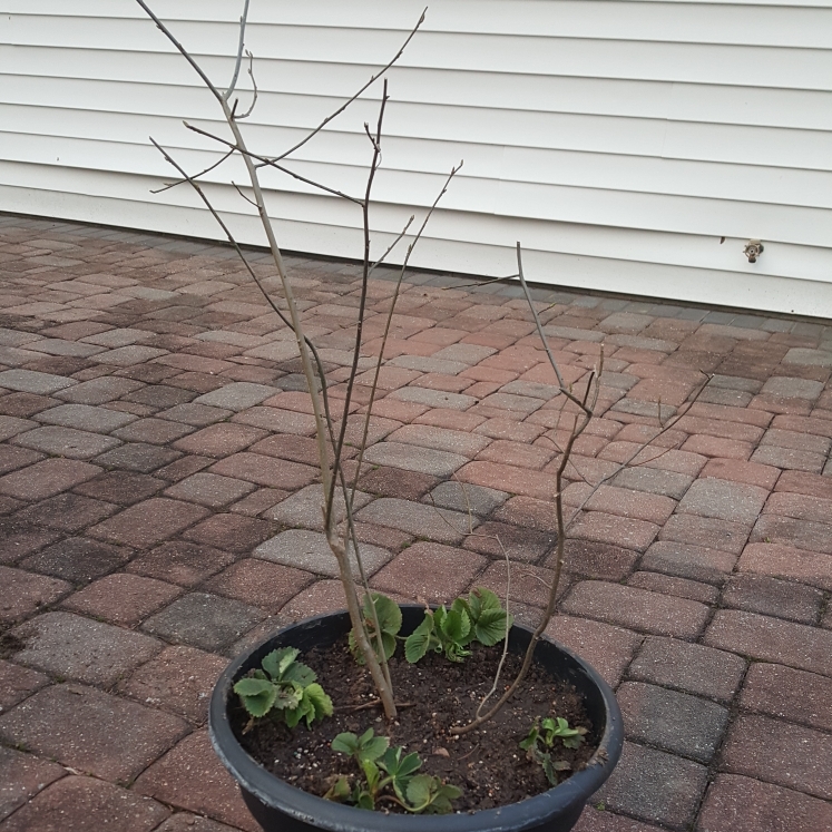plant image 1573213 plant image 1573213