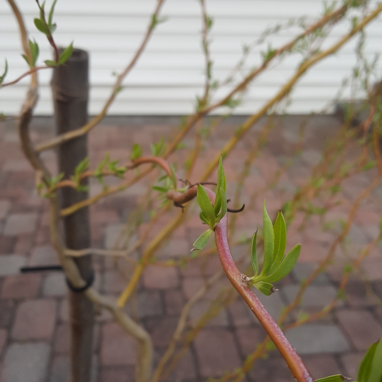plant image 1573216 plant image 1573216