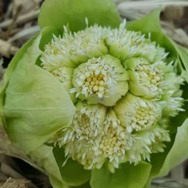 Petasites japonicus