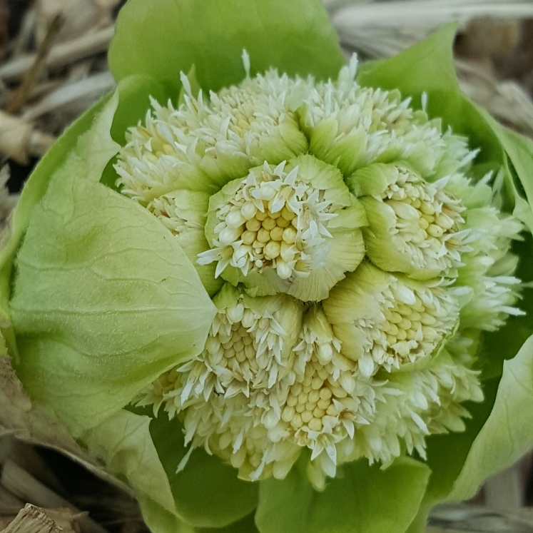 plant image 1574377 plant image 1574377