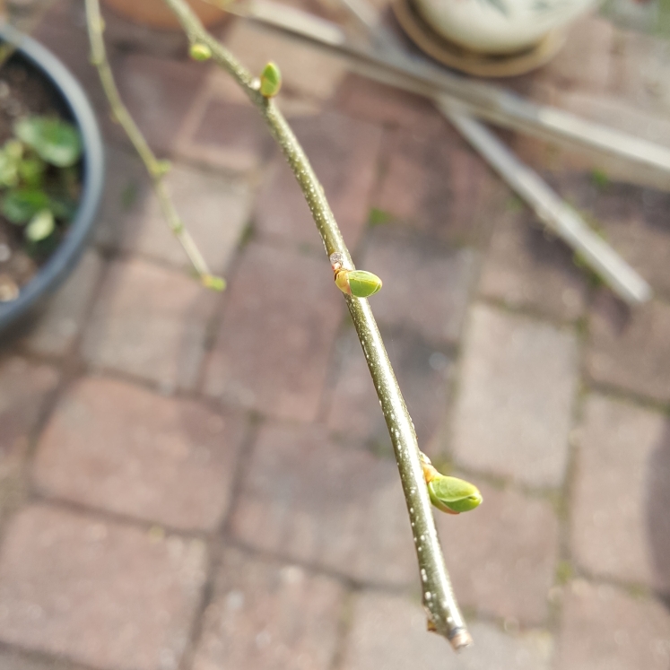 plant image 1575235 plant image 1575235