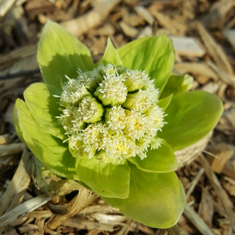 plant image 1575236 plant image 1575236