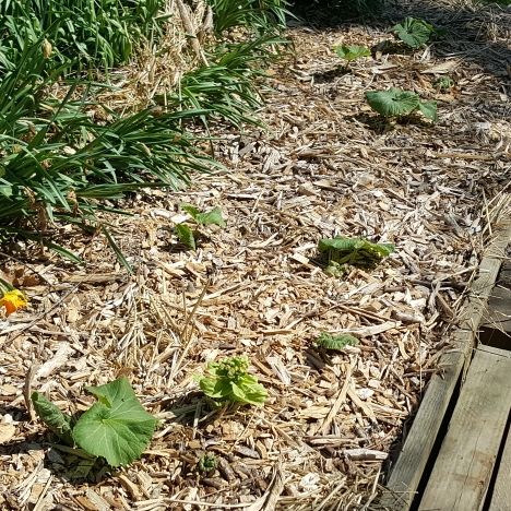 plant image 1576237 plant image 1576237