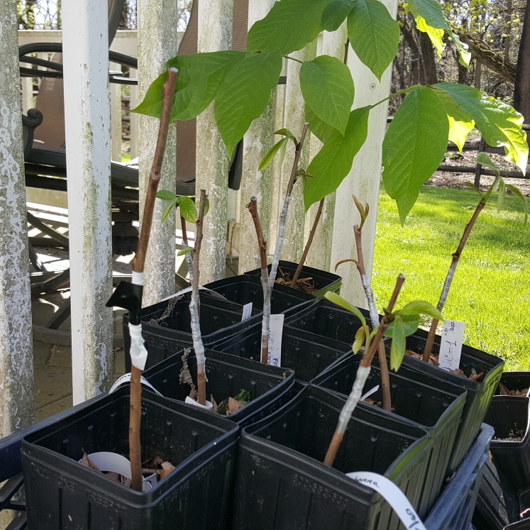 plant image 1576238 plant image 1576238