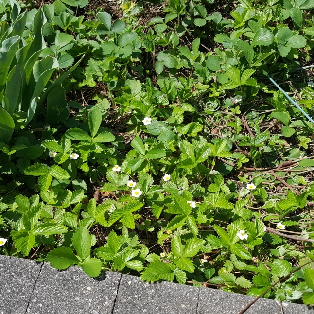 plant image 1576243 plant image 1576243