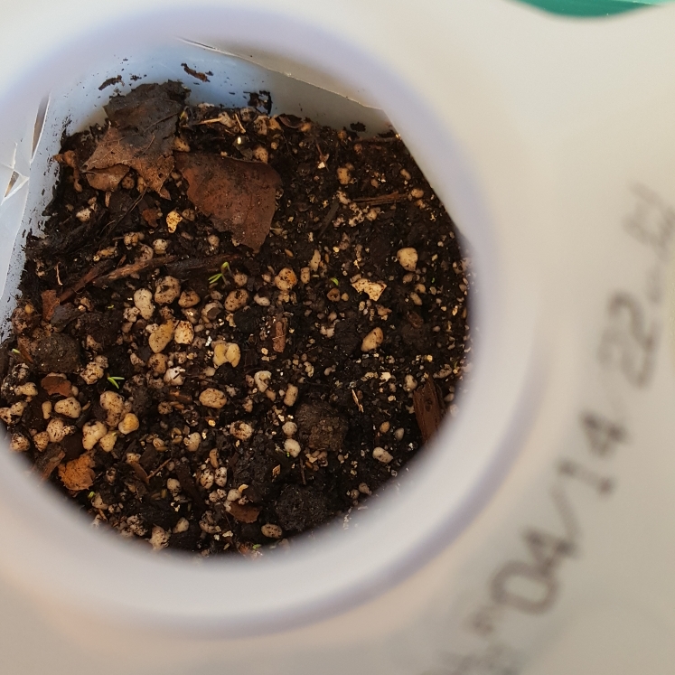 plant image 1577697