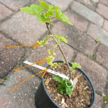 Ribes Rubrum