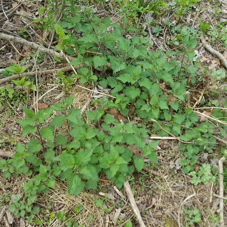 plant image 1578893 plant image 1578893