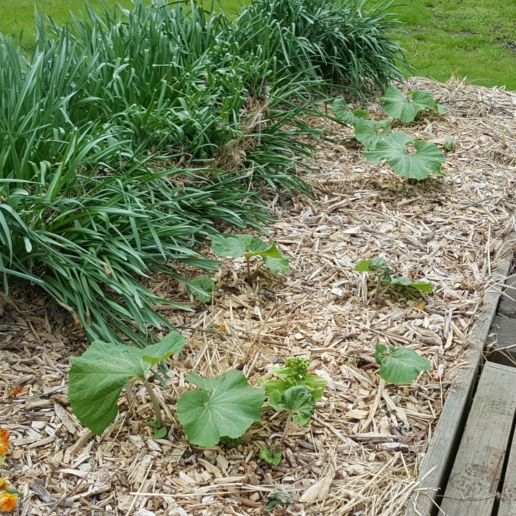 plant image 1578907 plant image 1578907