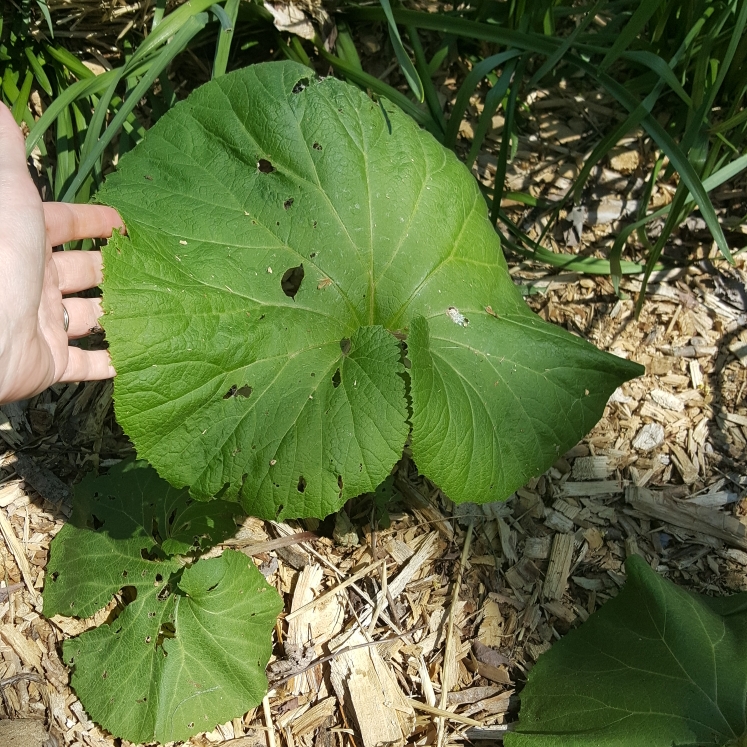 plant image 1580998 plant image 1580998