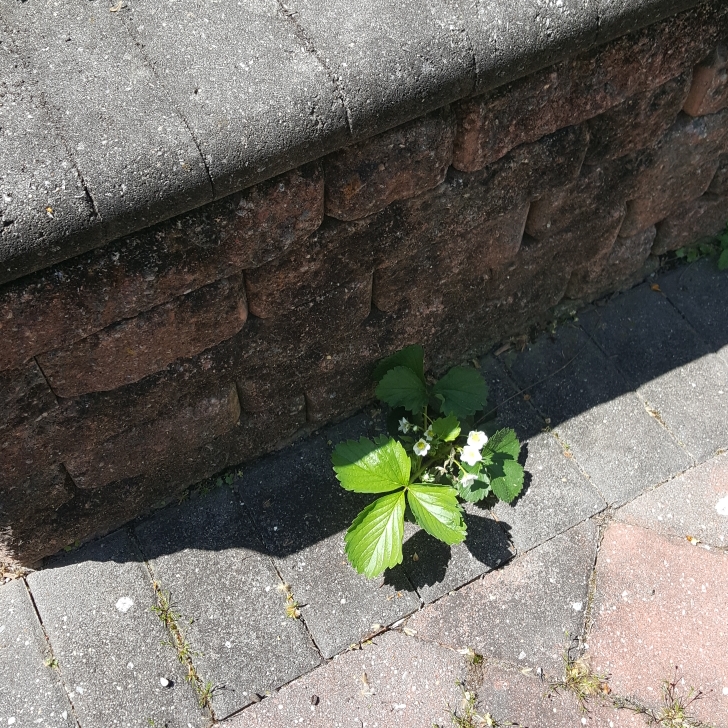 plant image 1581284 plant image 1581284