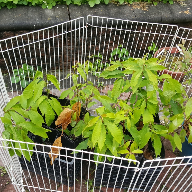 plant image 1584557 plant image 1584557