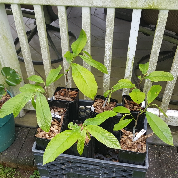 plant image 1587566 plant image 1587566