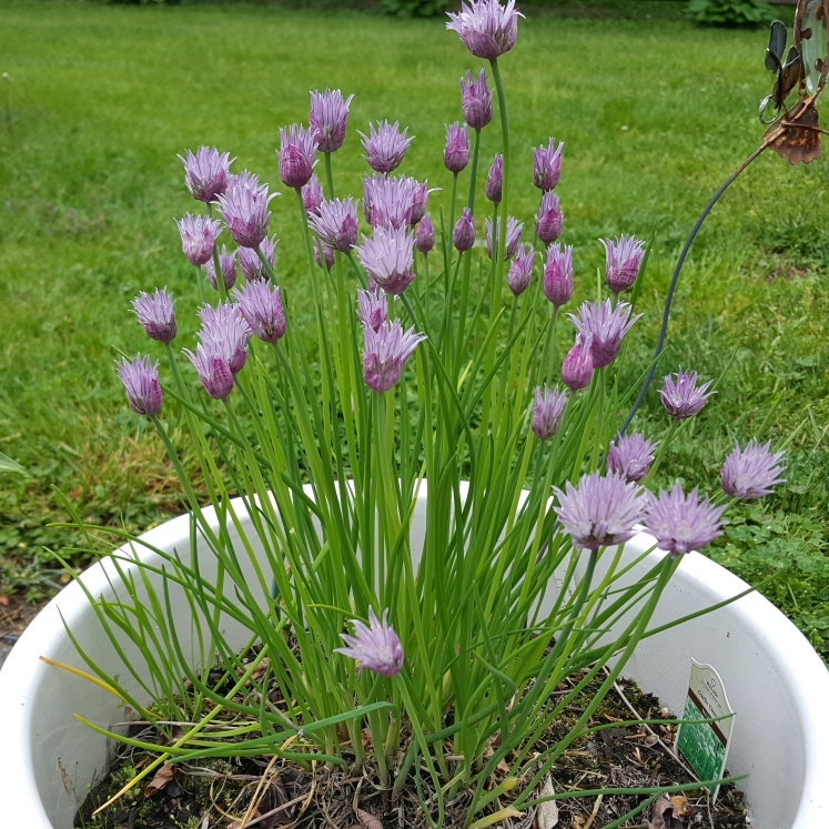 plant image 1587570 plant image 1587570
