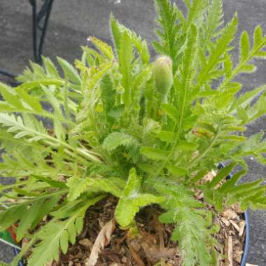 Papaver Orientale
