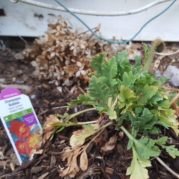 plant image 1592748 plant image 1592748