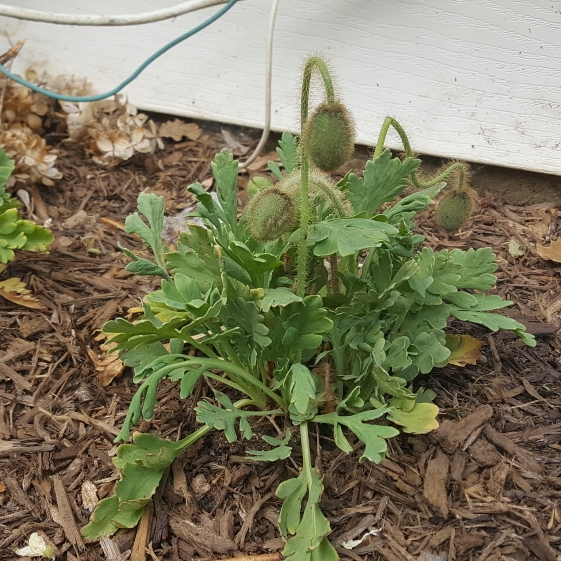 plant image 1592753