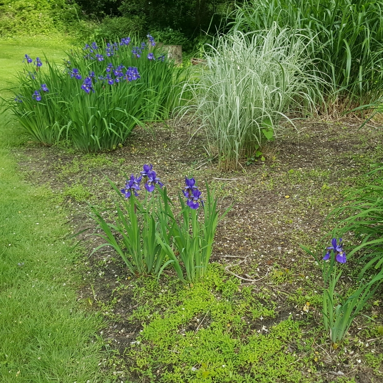 plant image 1592761 plant image 1592761