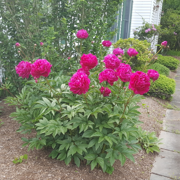plant image 1592762 plant image 1592762