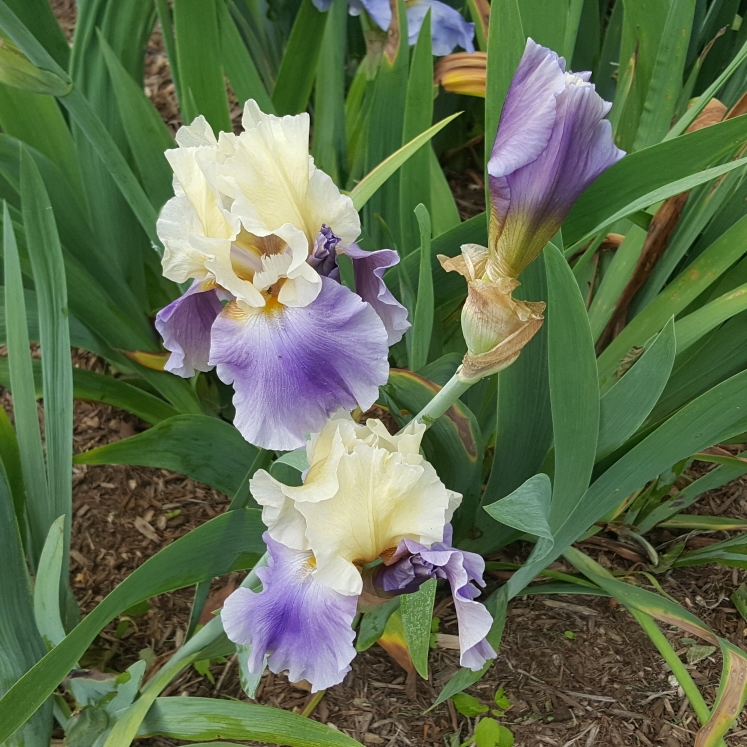 plant image 1592763