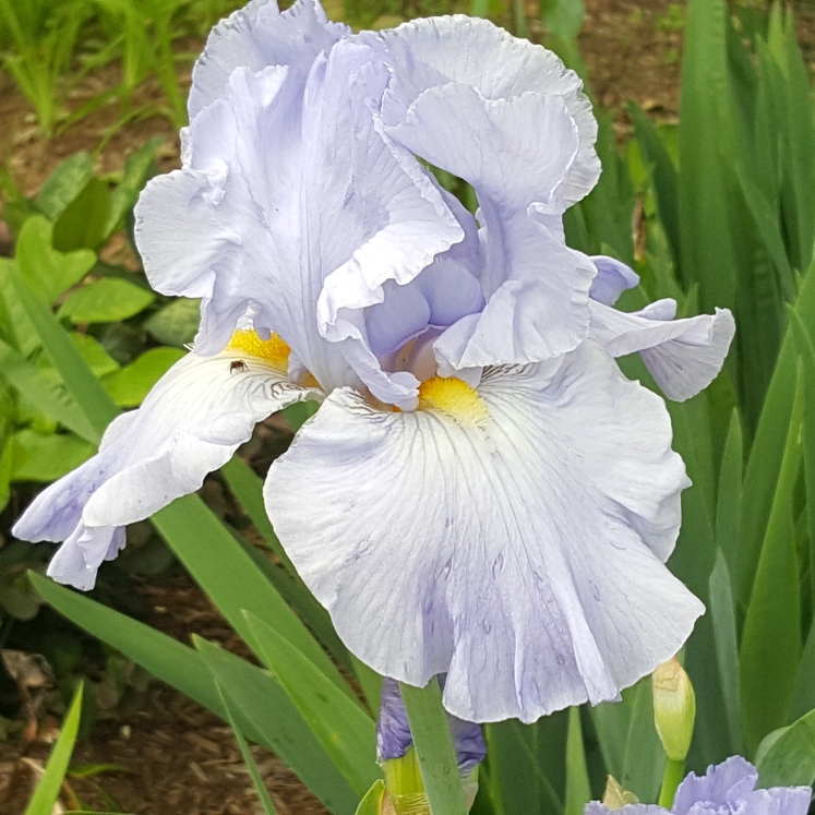 plant image 1592765