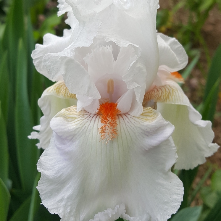 plant image 1592767