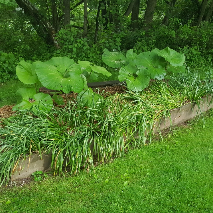 plant image 1593527 plant image 1593527