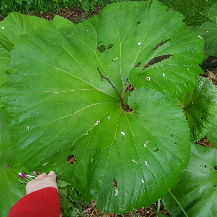 plant image 1593528 plant image 1593528