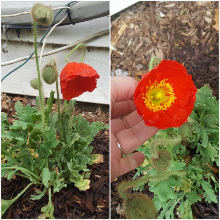 plant image 1593531