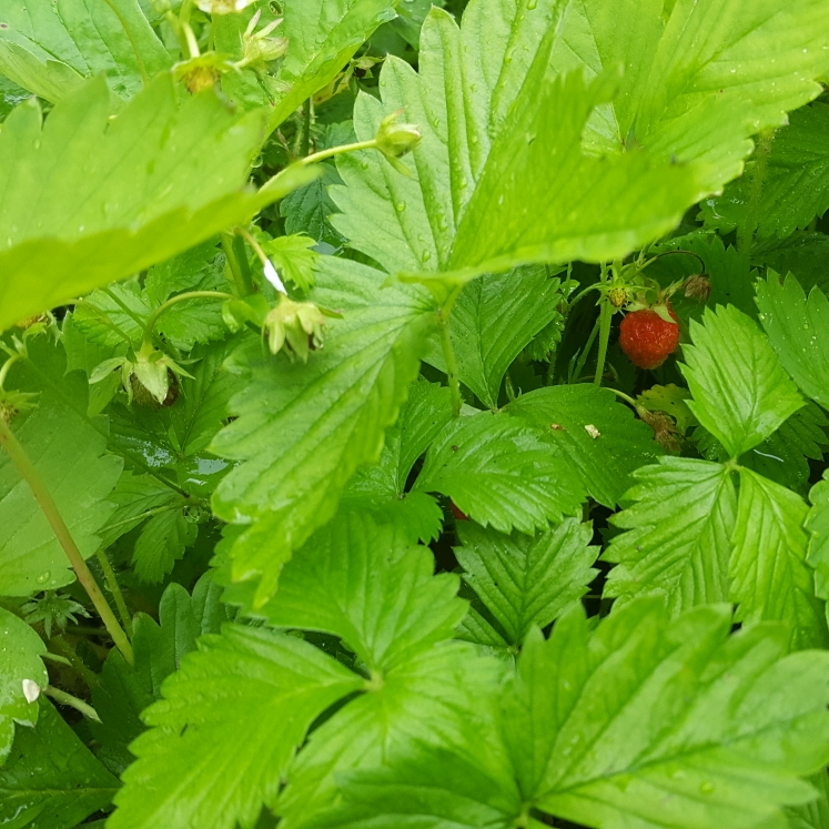 plant image 1593537 plant image 1593537