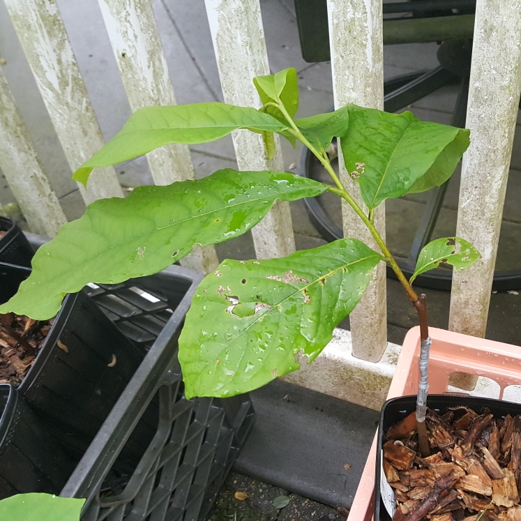 plant image 1593540 plant image 1593540