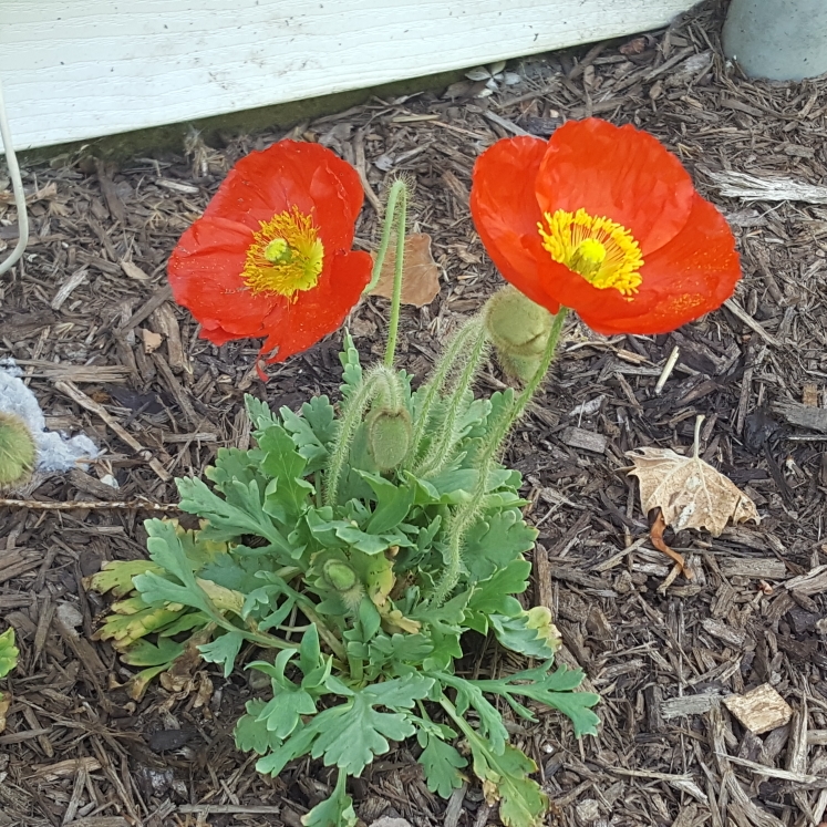 plant image 1594551