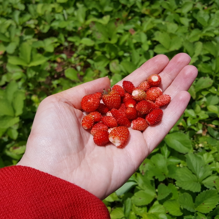 Plant image Fragaria vesca