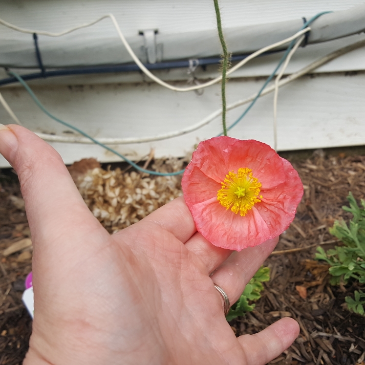 plant image 1599372 plant image 1599372